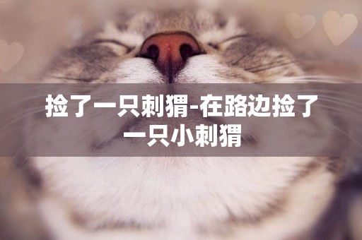 撿了一只刺猬-在路邊撿了一只小刺猬