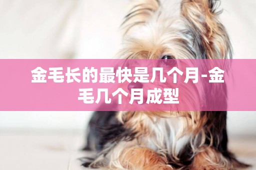 金毛長的最快是幾個月-金毛幾個月成型