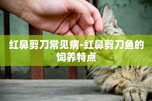 紅鼻剪刀常見病-紅鼻剪刀魚的飼養特點