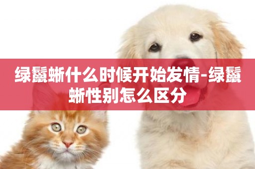 綠鬣蜥什么時候開始發情-綠鬣蜥性別怎么區分