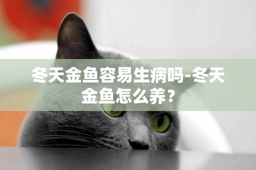 冬天金魚容易生病嗎-冬天金魚怎么養？