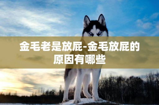 金毛老是放屁-金毛放屁的原因有哪些