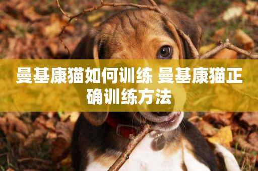 曼基康貓如何訓練 曼基康貓正確訓練方法