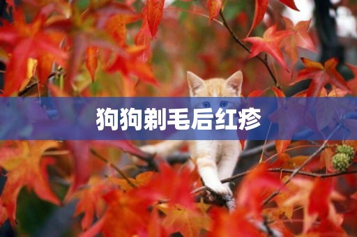 狗狗剃毛后紅疹