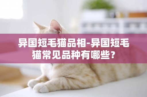 異國短毛貓品相-異國短毛貓常見品種有哪些？