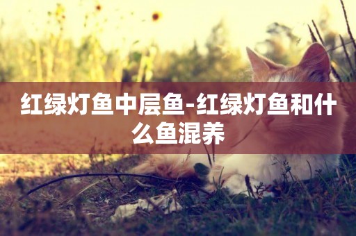 紅綠燈魚中層魚-紅綠燈魚和什么魚混養