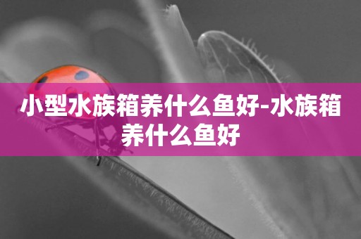 小型水族箱養什么魚好-水族箱養什么魚好