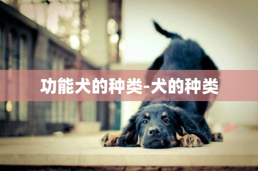 功能犬的種類-犬的種類
