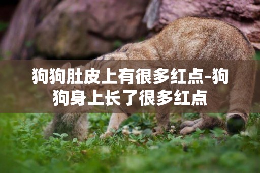 狗狗肚皮上有很多紅點-狗狗身上長了很多紅點