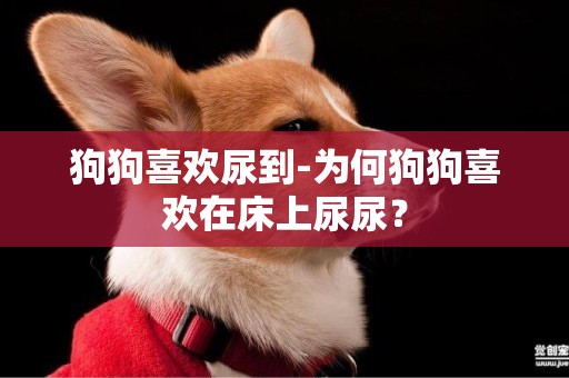 狗狗喜歡尿到-為何狗狗喜歡在床上尿尿？