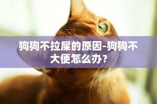 狗狗不拉屎的原因-狗狗不大便怎么辦？
