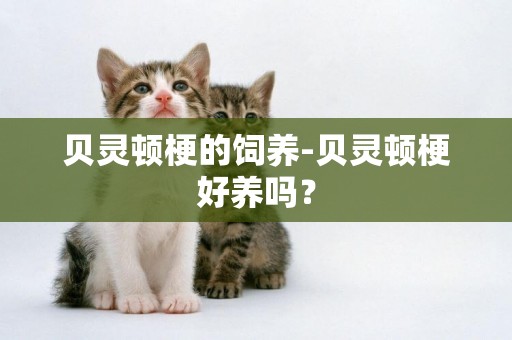 貝靈頓梗的飼養-貝靈頓梗好養嗎？