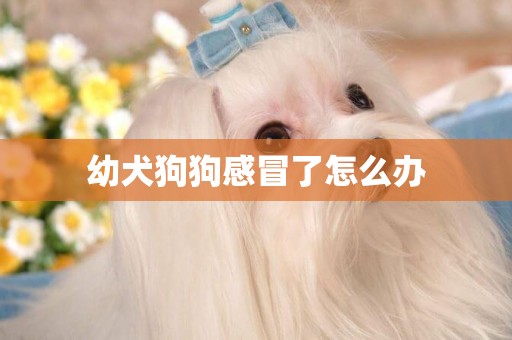 幼犬狗狗感冒了怎么辦