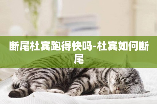 斷尾杜賓跑得快嗎-杜賓如何斷尾