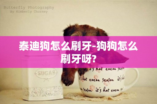 泰迪狗怎么刷牙-狗狗怎么刷牙呀?