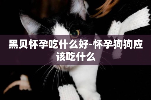 黑貝懷孕吃什么好-懷孕狗狗應該吃什么