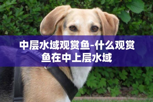 中層水域觀賞魚-什么觀賞魚在中上層水域