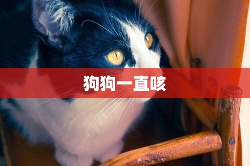 狗狗一直咳
