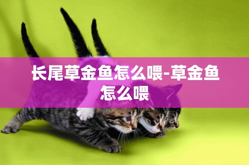 長尾草金魚怎么喂-草金魚怎么喂