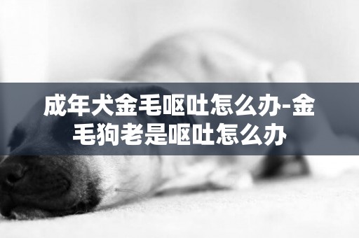 成年犬金毛嘔吐怎么辦-金毛狗老是嘔吐怎么辦