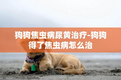 狗狗焦蟲病尿黃治療-狗狗得了焦蟲病怎么治