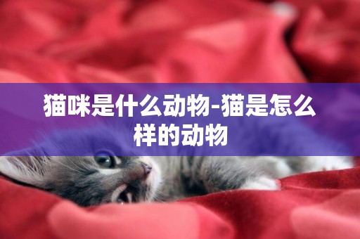 貓咪是什么動物-貓是怎么樣的動物