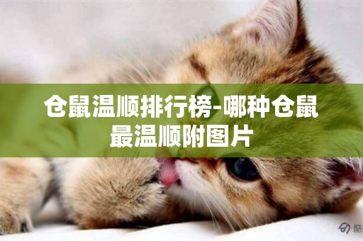 倉鼠溫順排行榜-哪種倉鼠最溫順附圖片