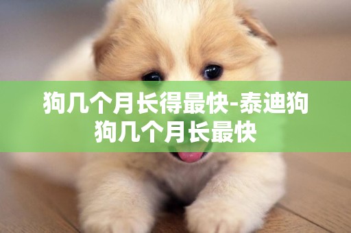 狗幾個月長得最快-泰迪狗狗幾個月長最快