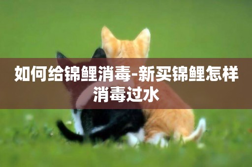 如何給錦鯉消毒-新買錦鯉怎樣消毒過水