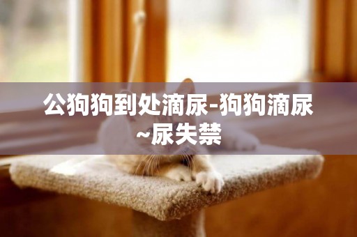 公狗狗到處滴尿-狗狗滴尿~尿失禁