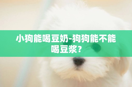 小狗能喝豆奶-狗狗能不能喝豆漿？