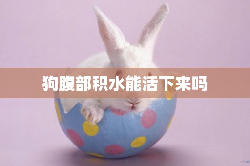 狗腹部積水能活下來嗎