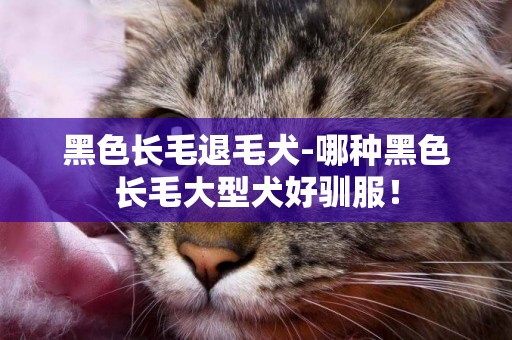 黑色長毛退毛犬-哪種黑色長毛大型犬好馴服！