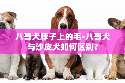 八哥犬脖子上的毛-八哥犬與沙皮犬如何區別？