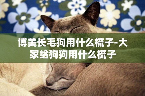 博美長毛狗用什么梳子-大家給狗狗用什么梳子