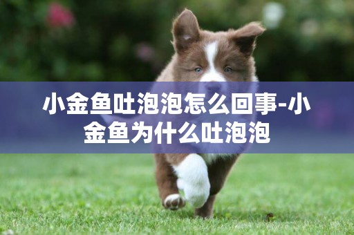小金魚吐泡泡怎么回事-小金魚為什么吐泡泡