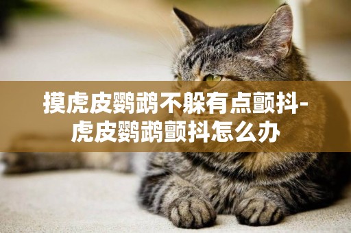摸虎皮鸚鵡不躲有點顫抖-虎皮鸚鵡顫抖怎么辦