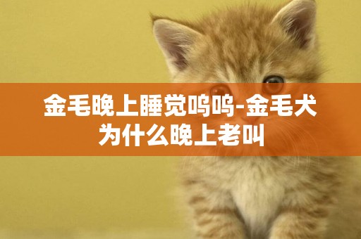 金毛晚上睡覺嗚嗚-金毛犬為什么晚上老叫