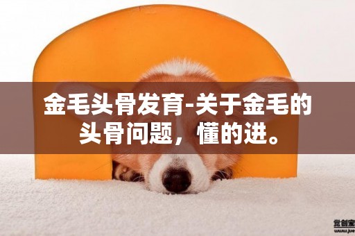 金毛頭骨發育-關于金毛的頭骨問題，懂的進。