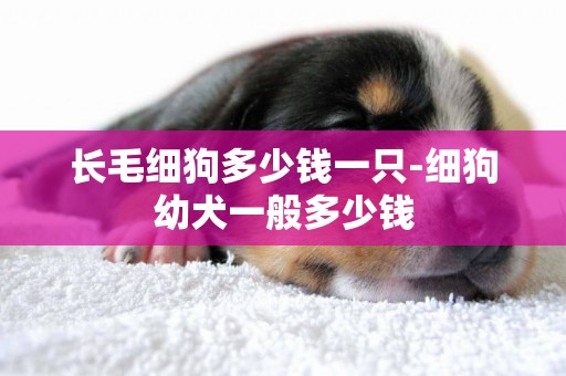 長毛細狗多少錢一只-細狗幼犬一般多少錢