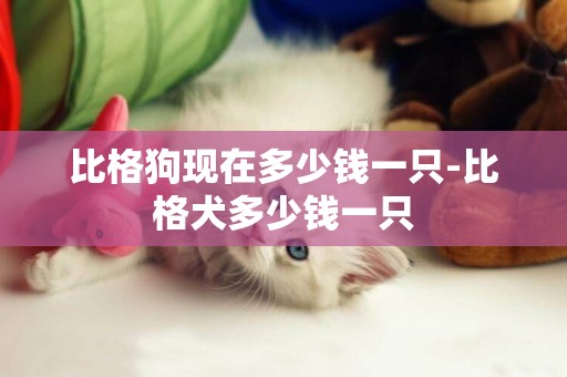 比格狗現在多少錢一只-比格犬多少錢一只