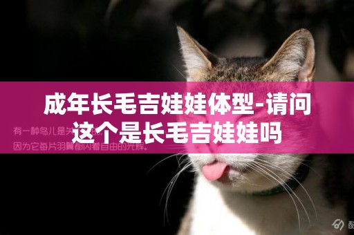 成年長毛吉娃娃體型-請問這個是長毛吉娃娃嗎