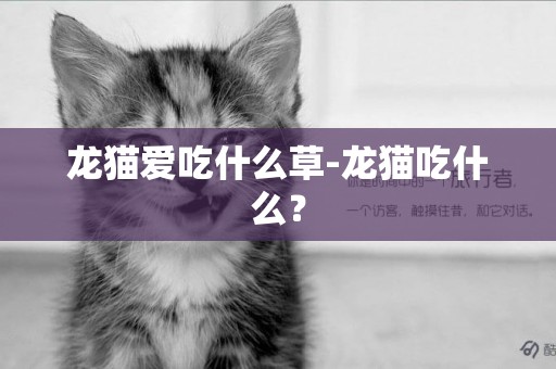 龍貓愛吃什么草-龍貓吃什么？