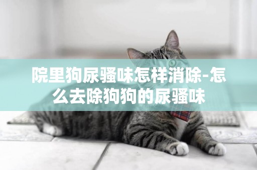 院里狗尿騷味怎樣消除-怎么去除狗狗的尿騷味