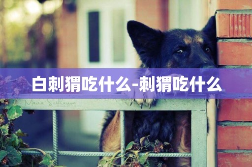 白刺猬吃什么-刺猬吃什么