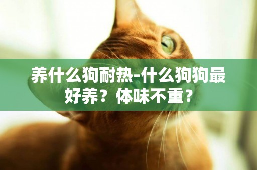 養什么狗耐熱-什么狗狗最好養？體味不重？