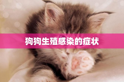 狗狗生殖感染的癥狀