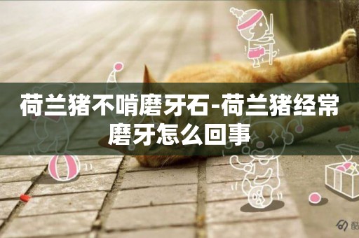 荷蘭豬不啃磨牙石-荷蘭豬經常磨牙怎么回事