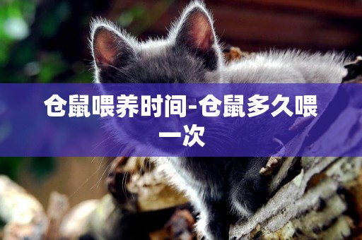 倉鼠喂養時間-倉鼠多久喂一次