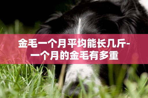 金毛一個月平均能長幾斤-一個月的金毛有多重